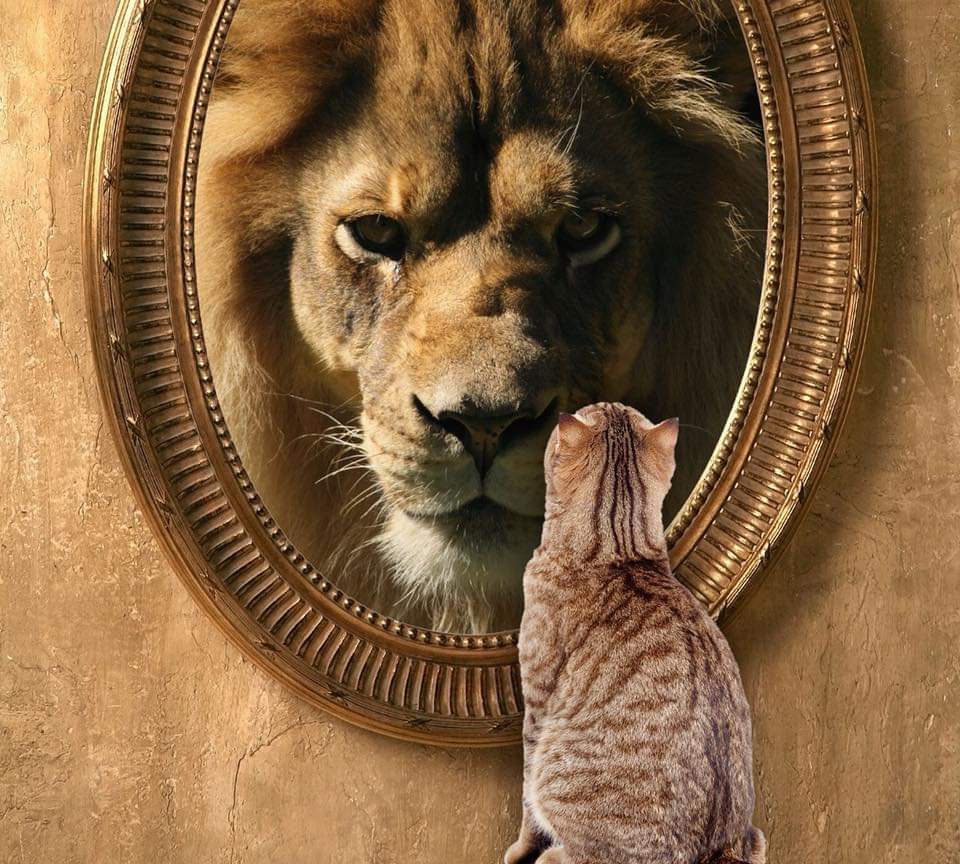 Lion reflected in a mirror