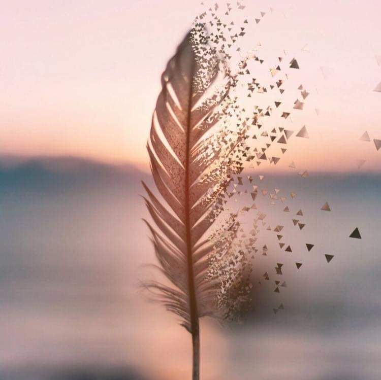 Feather dissolving into light