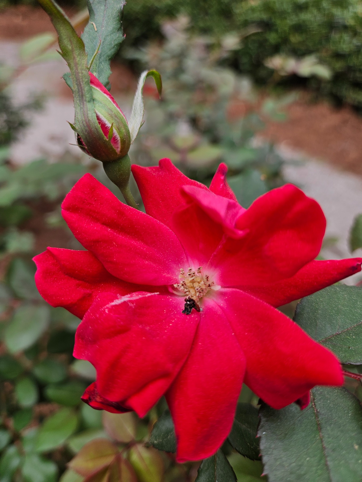 Red rose in bloom with a rosebud